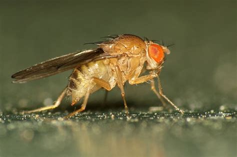 Food Or Sex Fruit Flies Give Insight Into Decision Making University Of Birmingham