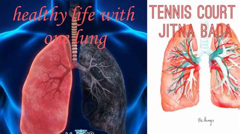 Know Your Lungs Top 15 Amazing Facts About Your Lungs Youtube