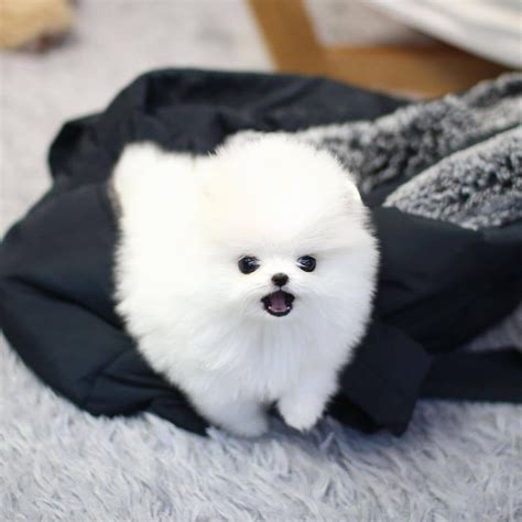 Pomeranian Puppies For Sale Under Near Me Pets Lovers