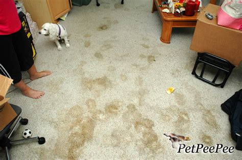 Carpet Cleaning Urine Stains What Should You Know About Your Dog Or Cat