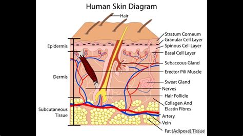 skin definition structure and functions of skin