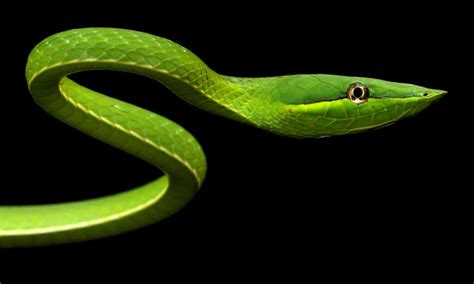 10 Snakes That Live In The Rainforest A Z Animals