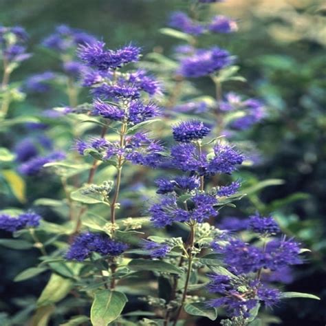 Caryopteris X Clandonensis Dark Knight Blue Mist Spirea 5 Flowers