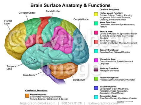 Learn which part plays what role. Brain Function Anatomy - Legal Graphicworks