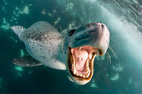 Strange Days Indeed News Leopard Seals Try To Help Weak Photographer