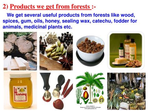 Ppt Chapter 17 Forests Our Lifeline Powerpoint Presentation Id