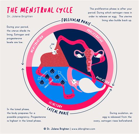 How The Menstrual Cycle Works Menstruation Guide Dr Jolene Brighten