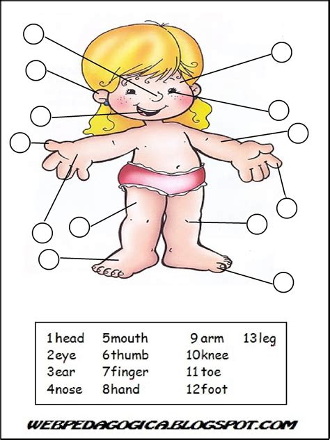 Partes Del Cuerpo En Ingles Para Imprimir Imagenes Y Dibujos Para