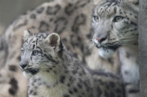 Good News For Snow Leopards Bad News For Ash Trees Kera News