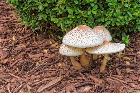 How To Keep Mushrooms From Growing In Mulch Obsessed Lawn
