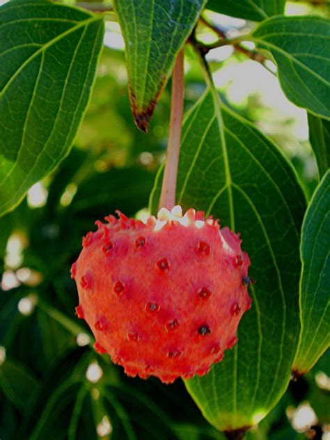Cornus kousa chinese dogwood cornus kousa. Kousa Dogwood Fruit | "If you have this tree in your yard ...