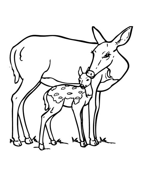 Deer And Fawn Coloring Page | H & M Coloring Pages
