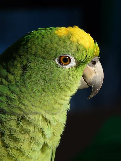 Closeup Shot Of A Beautiful Green And Yellow Parrot Against A Dark