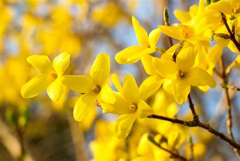 Forsythia An Early Spring Yellow Flower Weather Forecaster