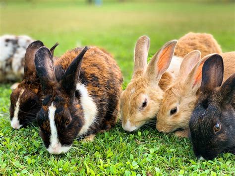Different Breeds Of Rabbits Rabbit Scout