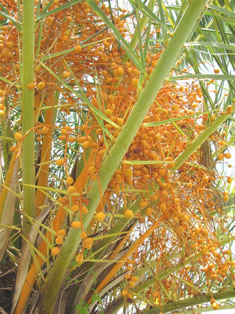 Canary Island Date Palm Pineapple Palm Phoenix Canariensis Article