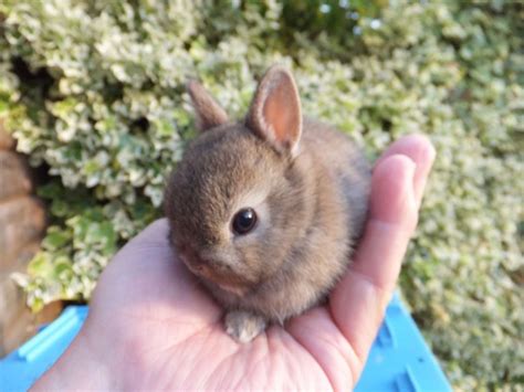 How To Care For Baby Dwarf Bunnies Baby Mini Lopnetherland Dwarf