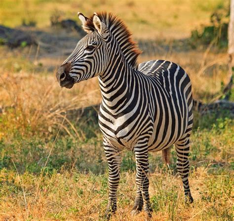 We've made an a to z list of african animals to look out. An Exhaustive List of African Animals With Some Stunning ...