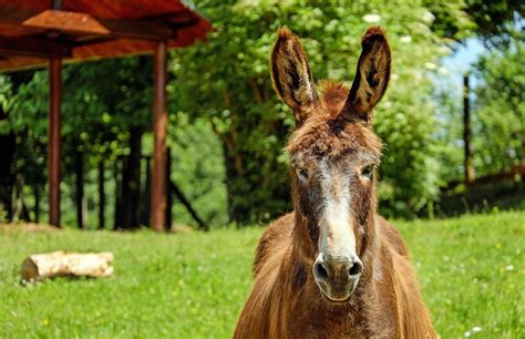 How To Care For Your First Pet Donkey Pethelpful