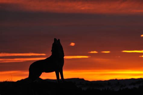 Howling Wolf At Sunrise Por Ami 211 Felix Rodriguez All About Wolves