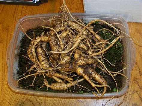 Ginseng hunting season is here, but there are rules you must follow ...