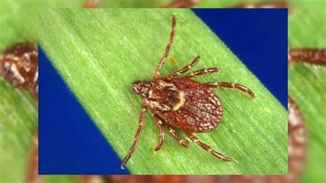 This Years Tick Season Could Be One Of The Worst For Nc