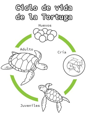 Ciclo De Vida De La Tortuga
