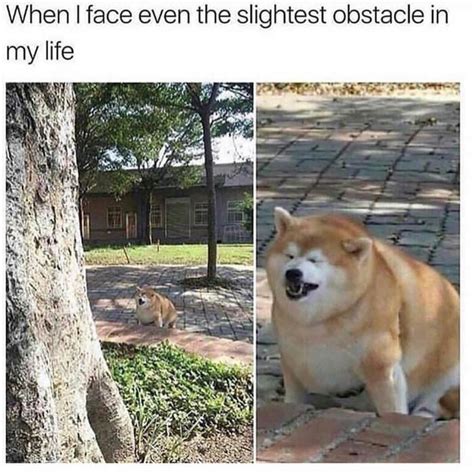 All your memes, gifs & funny pics in one place. Memebase - fat dog - All Your Memes In Our Base - Funny ...