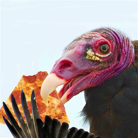 Turkey Vultures Eating