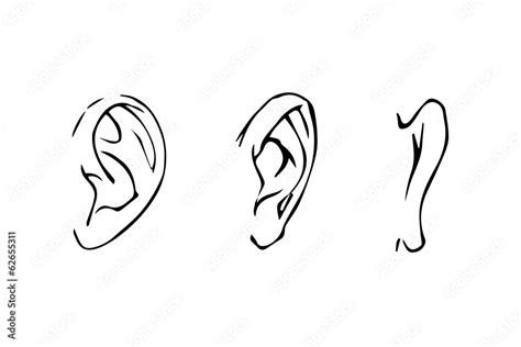 Line Drawing Of The Human Ear Side View Front Rear Stock Vector