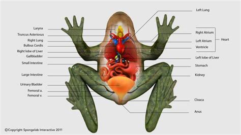 Internal Structure Of A Frog Diagram Photos Cantik