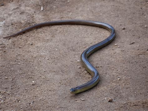 Cobra De Vidro Patas
