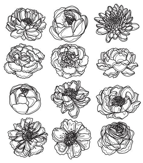 Premium Vector Flowers Set Hand Sketch Drawing Black And White