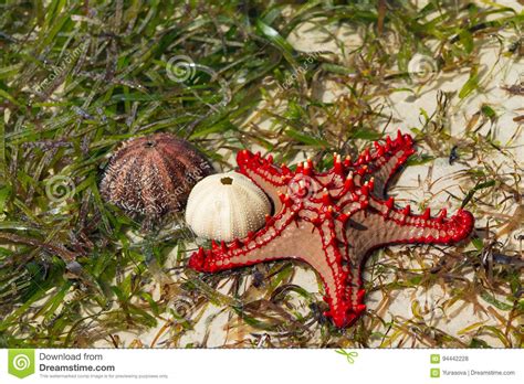 Natural Red Seastar And Shells Stock Photo Image Of Diving Exotic