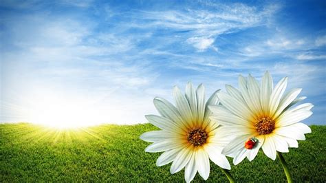 Collection by elysereed • last updated 3 weeks ago. white-flowers-with-sun-beautiful-summer-season-hd-free ...