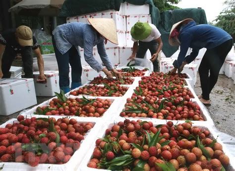 Khuyến khích người dân xây lò sấy vải thiều. Sản lượng tăng gấp đôi, Bắc Giang lên phương án tiêu thụ ...