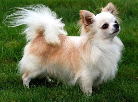 11 Dog Breeds That Look Like Pomeranians Pethelpful