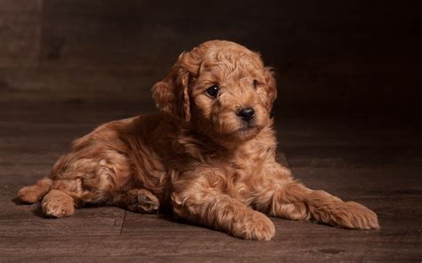 Quickly find the best offers for puppies for sale under 500 on newsnow classifieds. Miniature Goldendoodles