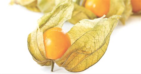 Goldenberry New Superfruit Grows In Us Fruit Growers News