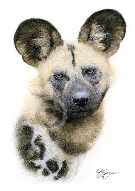 African Wild Dog Color Pencil Drawing Print Wildlife Art Etsy