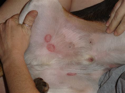 My Two Year Old Male Beagle Has Six Red Spots On His Belly They
