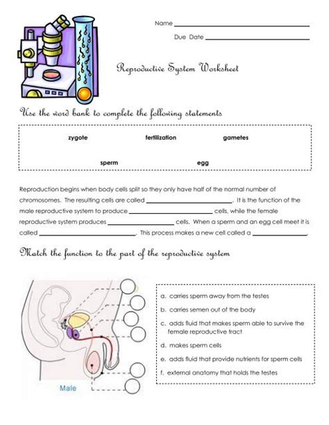 The Female Reproductive System Worksheet Promotiontablecovers