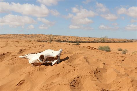 Free Images Landscape Sand Field Prairie Desert Travel Africa
