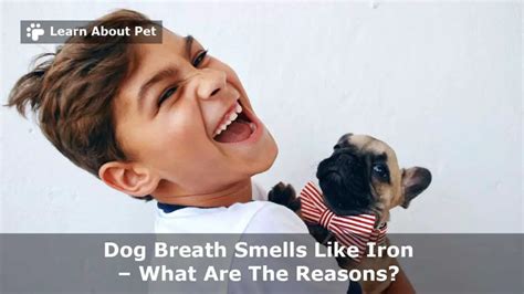 Dog Breath Smells Like Iron 7 Menacing Facts And How To Stop