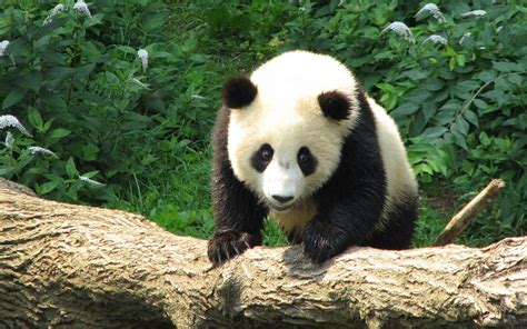 Sememangnya haiwan bernama panda ini sangat cute gambar panda cute ini diperolehi dari pelbagai sumber, semoga anda semua terhibur. Gambar Wallpapers Tumblr Panda - Wallpaper Cave