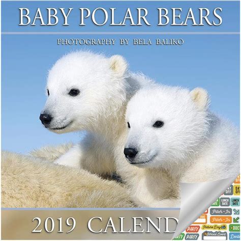 Baby Polar Bears Calendar 2019 Set Deluxe 2019 Baby Polar
