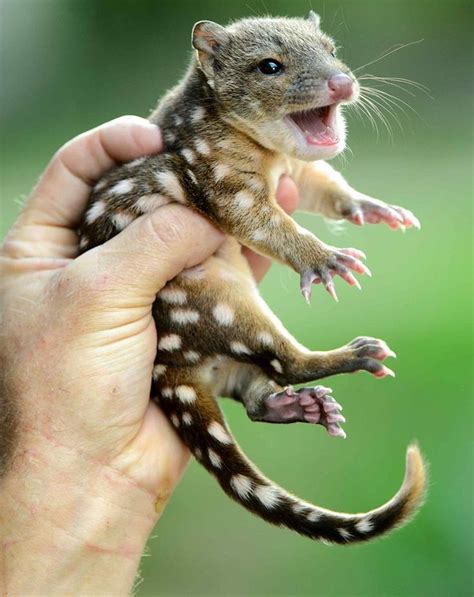 Timeline Photos Quoll Seekers Network Cute Animals Baby Animals