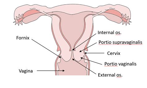 Portio Vaginalis