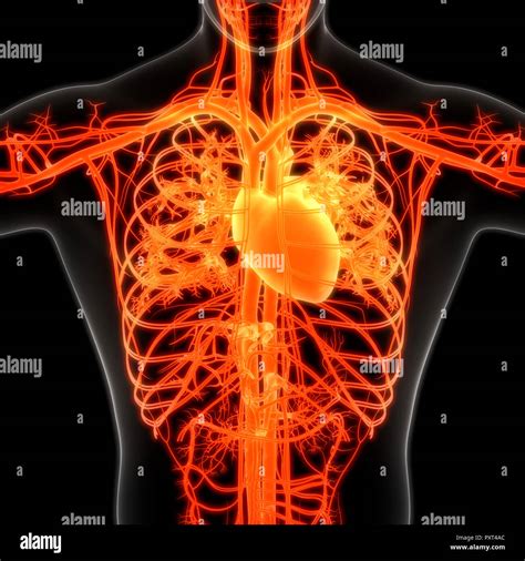 Human Circulatory System Anatomy Stock Photo Alamy