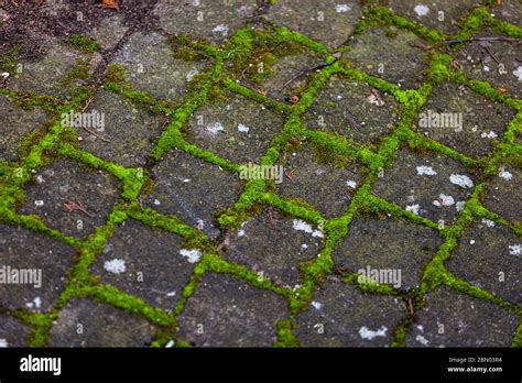 Moss Forming Green Square Shape In The Joint Gaps Of The Pavement Stock